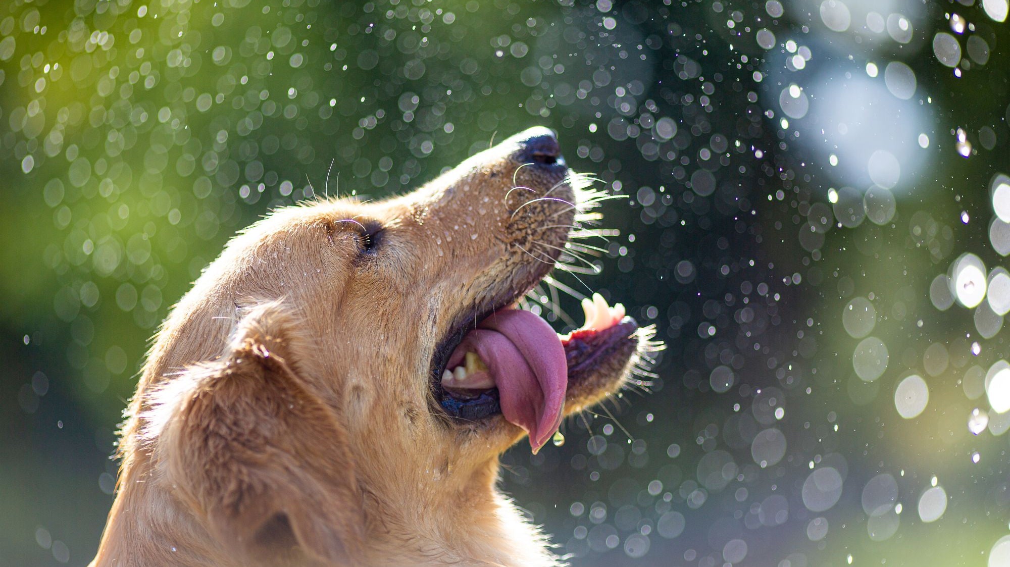 Top 4 Best Dog House Air Conditioners