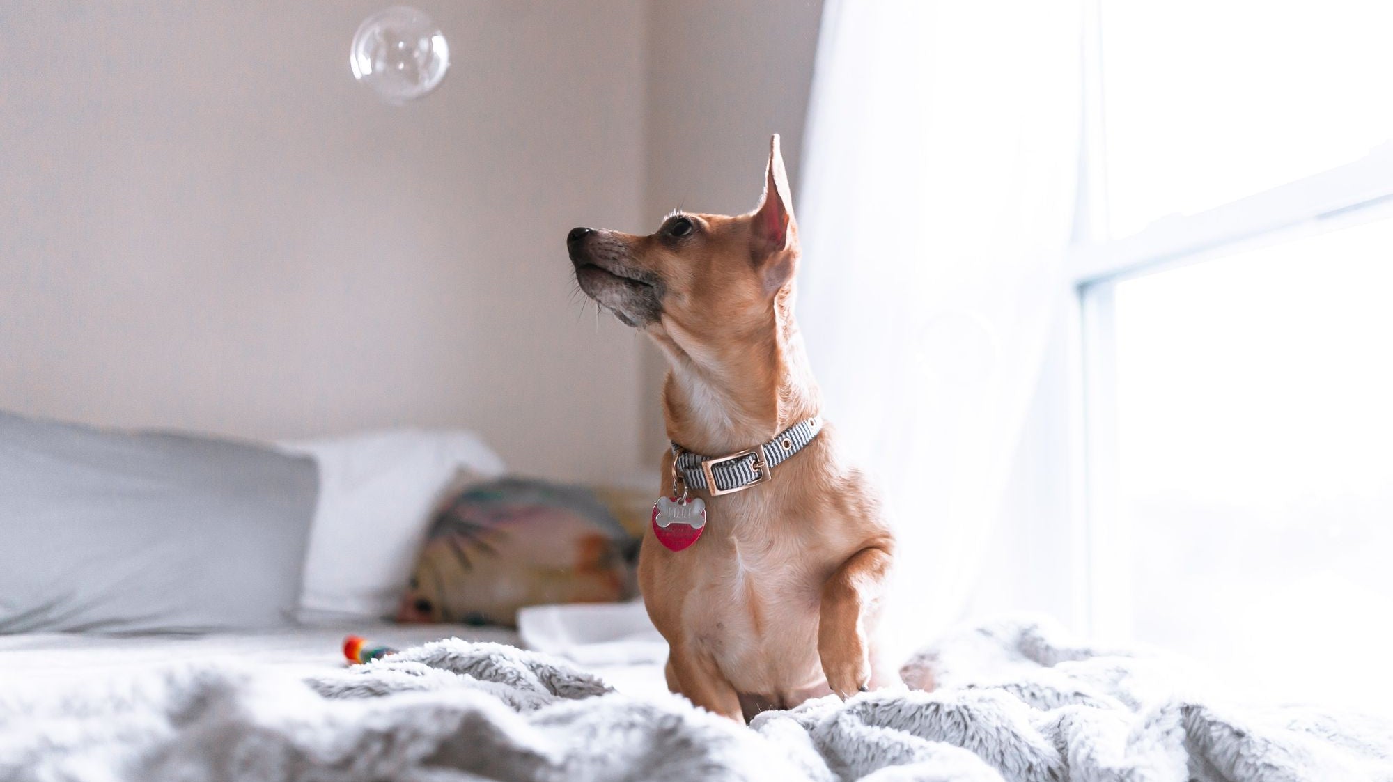 How to Make Your Living Space More Pet-Friendly